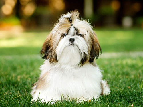 Shih Tzu with luxurious hair looking straight at the camera
