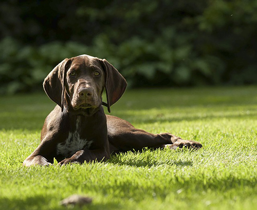 Do german shorthaired pointers shed