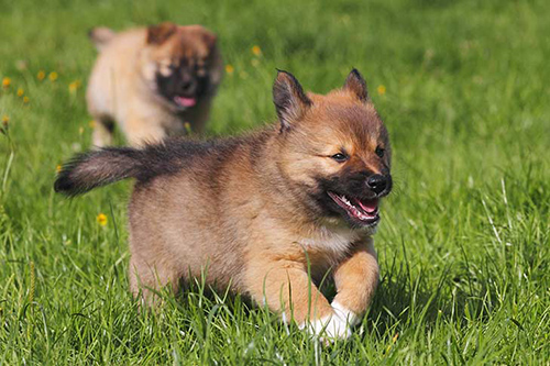 Do icelandic sheepdogs shed