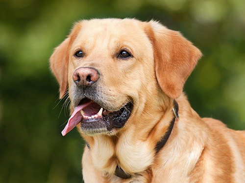 Do labrador retrievers shed a lot