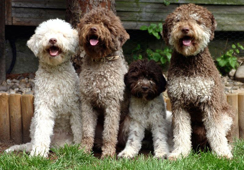 Do lagotto romagnolo shed