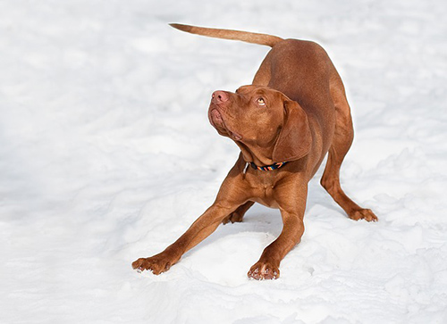 Do vizslas need to go to a groomer