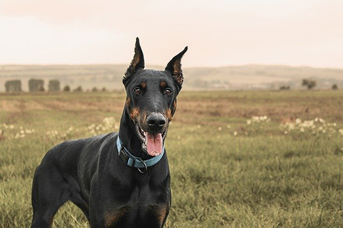 Doberman Pinscher temperament