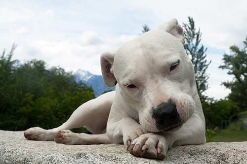Dogo Argentino Breed Facts and Resources