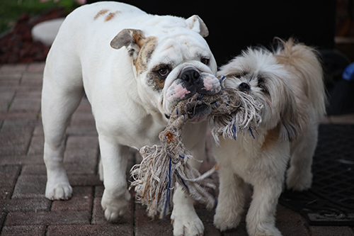 English Shih Tzu