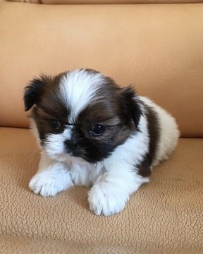 Female Shih Tzu for sale near me