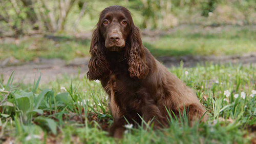 Field Spaniel Temperament