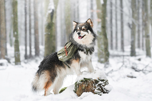 Finnish Lapphund in the woods during winter with snow on the ground