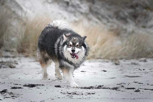 Finnish Lapphund on a casual walk on a sandy pathway