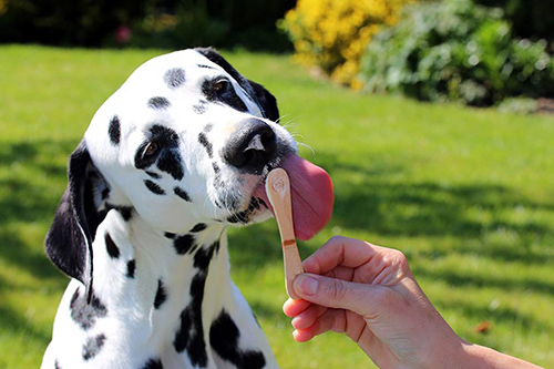 Frozen dog treats are delicious