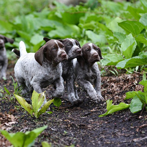 german wirehaired pointer puppies