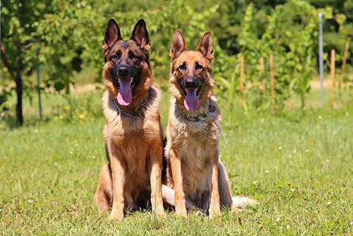 German Shepherd Breed Facts