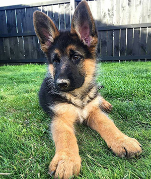 Young German Shepherd relaxing on a hot day