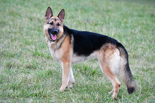 German Shepherd temperament