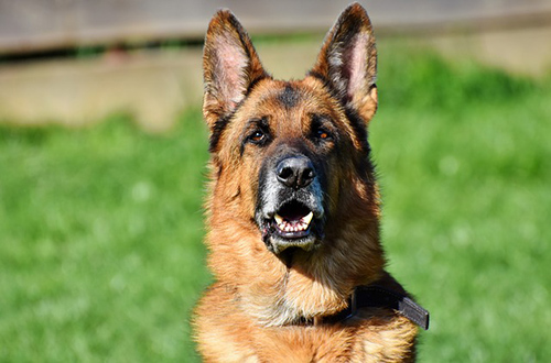 German Shepherd amongst the most popular dog breeds.