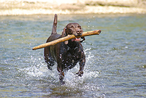 German Shorthaired Pointer