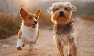 two healthy dogs running thanks to glucosamine
