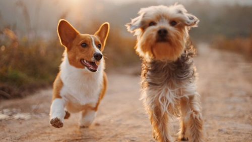 two healthy dogs running thanks to glucosamine