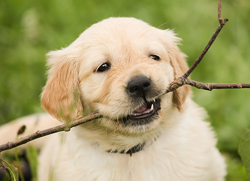  Golden Retriever