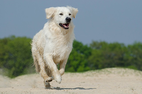 Golden Retriever