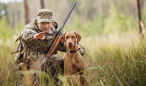 Gundog Group Breeds