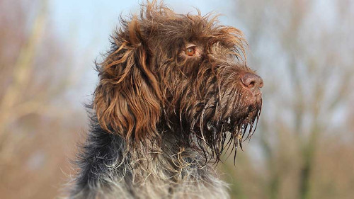Image of astute Wirehaired Pointing Griffon dog.