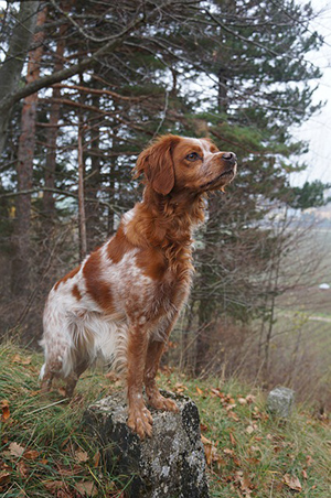 How big do brittany spaniels get