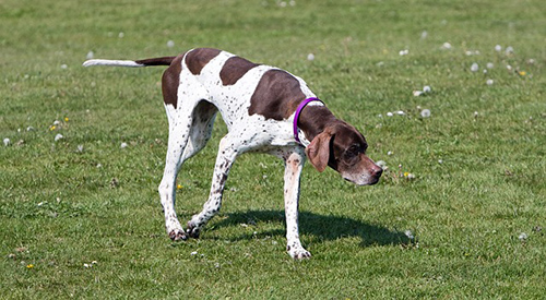 How big do english pointers get