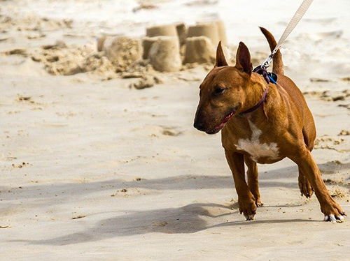 How big do miniature bull terriers get