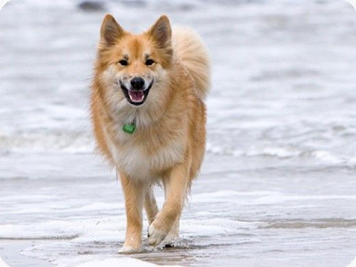 How common are icelandic sheepdog puppies