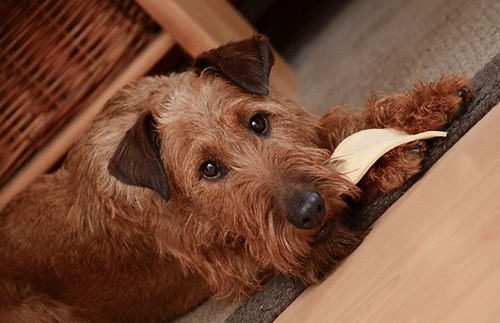 How difficult is it to train an irish terrier