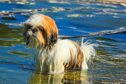 How do shih tzu react after stroke