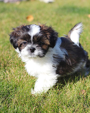 How do you see all names of breeders in the american shih tzu club