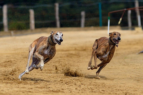 greyhounds