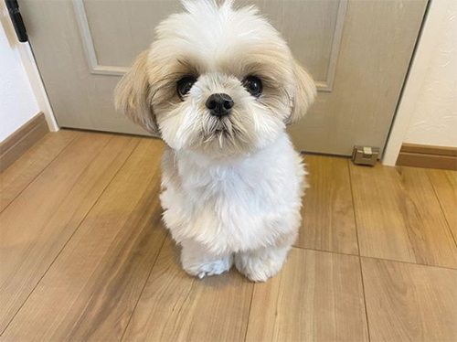 How good are shih tzu as pets