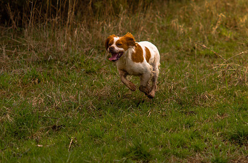 How long do brittany spaniels live