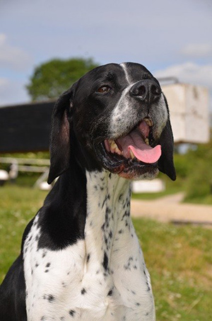 How long do english pointers live