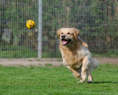 How long do golden retrievers live