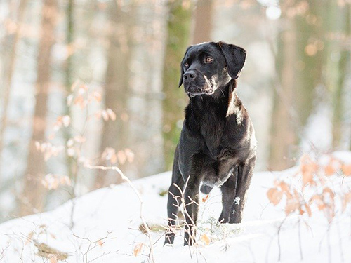 How long do labrador retrievers live