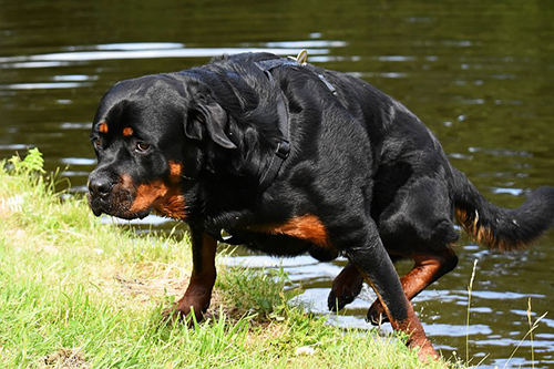 How long do rottweilers live