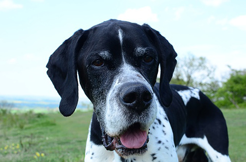 How long does it take for an english pointer to fully grow