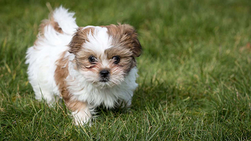 How much are shih tzu puppies