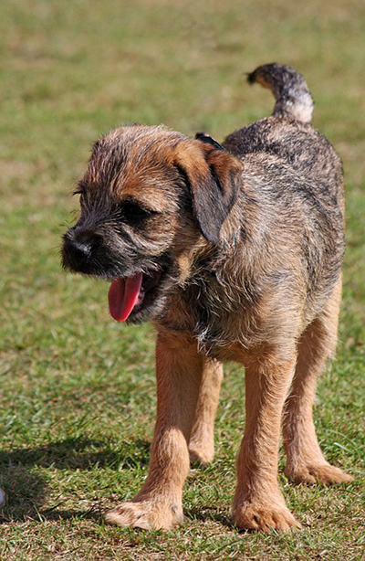 Young Border Terrier looking to get into trouble