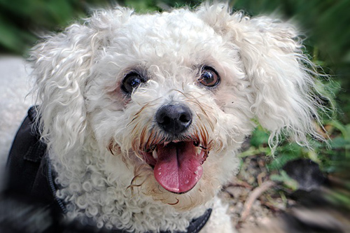 Bichon Frise dog