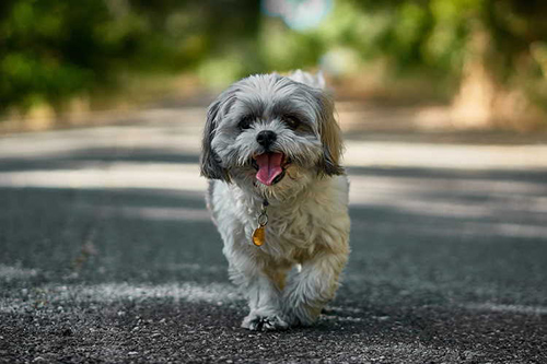 How much exercise does a shih tzu need
