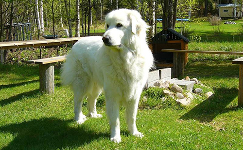 Kuvasz dog