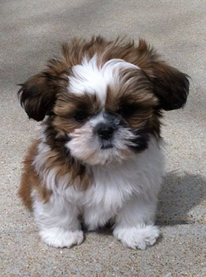 How much should a shih tzu puppy eat