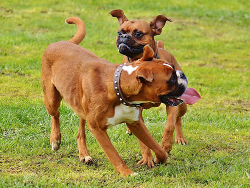 How smart are boxers compared to other dogs