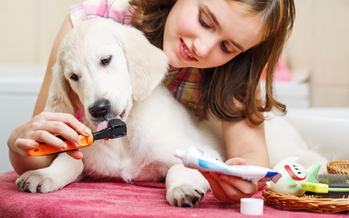 how to brush my dog's teeth: a little girl brushing her Labrador puppy's teeth