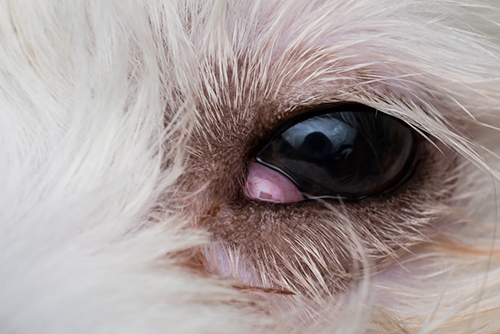 How to clean shih tzu eyes